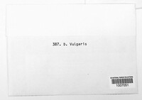Diplodia vulgaris image
